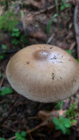 Amanita spadicea