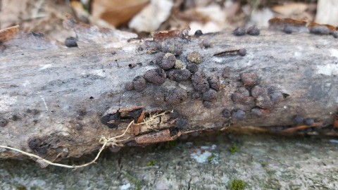 Hypoxylon fragiforme