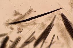 Trichoglossum hirsutum