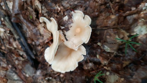 Infundibulicybe gibba