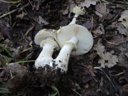 Amanita franchetii