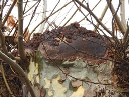 Auricularia mesenterica