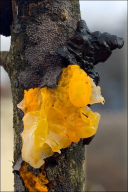 Tremella mesenterica