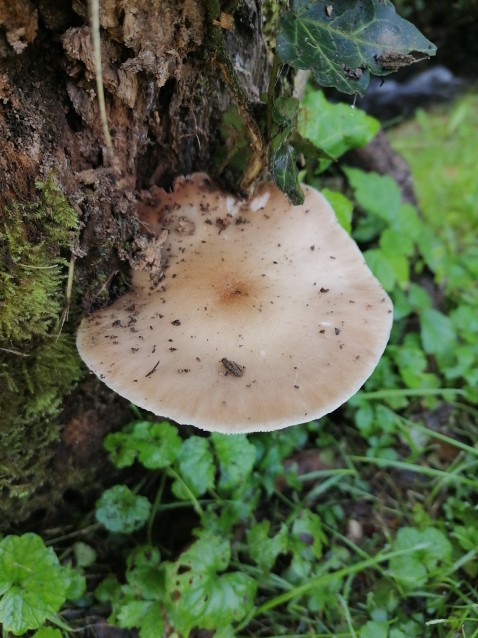 Pluteus cervinus