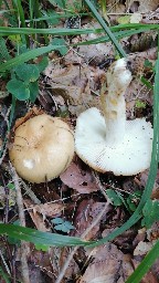 Russula grata