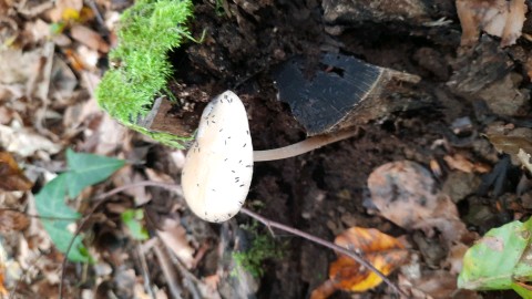 Hymenopellis radicata