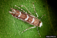 Parectopa robiniella