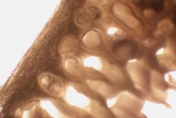 Skeletocutis albocremea