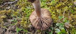 Entoloma opacum