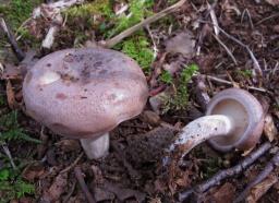 Lactarius uvidus