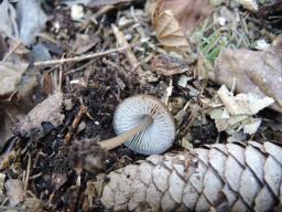 Mycena plumipes