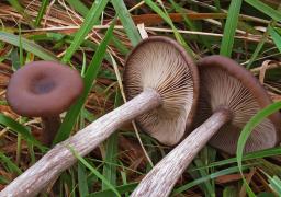 Pseudoclitocybe cyathiformis