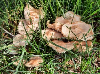 Marasmius oreades