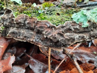 Porostereum spadiceum