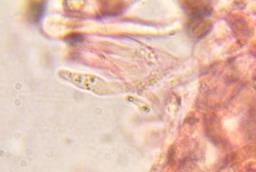 Lignomyces vetlinianus