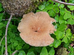 Clitocybe squamulosa