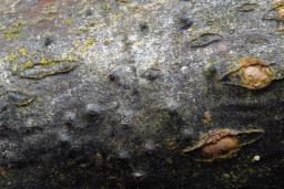 Massaria conspurcata