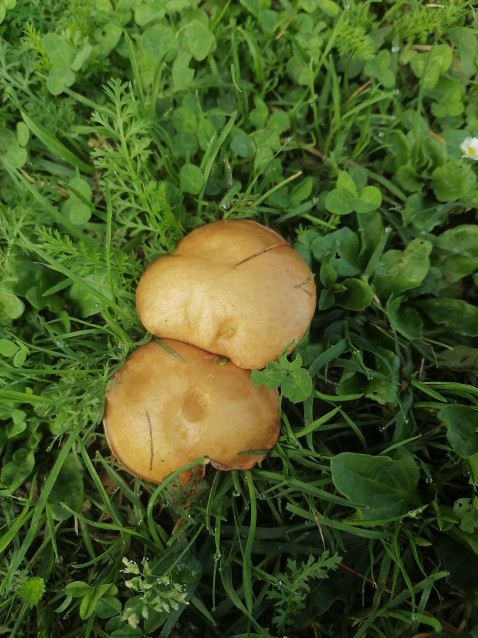 Suillus granulatus