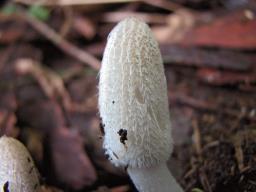 Coprinopsis lagopus