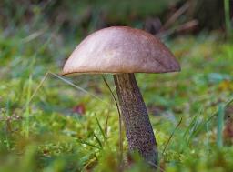 Leccinum scabrum