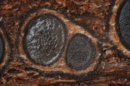 Massaria conspurcata