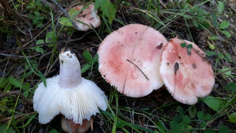 Russula sanguinaria