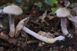 Cortinarius lucorum