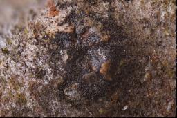 Oligostoma insidiosum