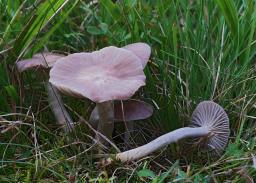Cuphophyllus canescens