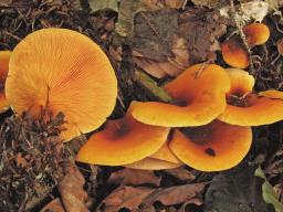 Hygrophoropsis aurantiaca