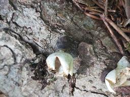 Geastrum quadrifidum