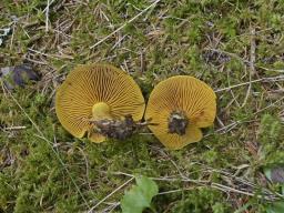 Cortinarius cinnamomeus