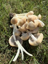 Psathyrella leucotephra