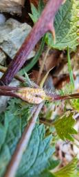 Puccinia urticata