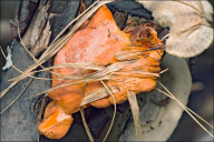 Pycnoporus cinnabarinus