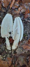 Coprinus comatus