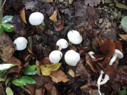 Hygrophorus eburneus