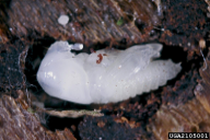 Ips typographus