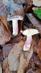 Russula violeipes