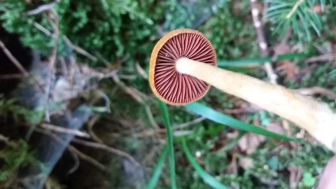 Cortinarius semisanguineus