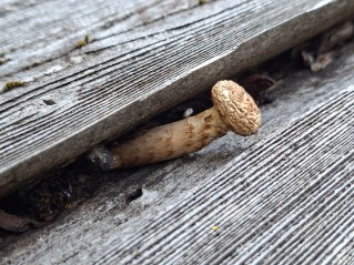 Neolentinus lepideus