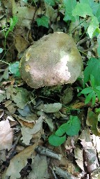 Butyriboletus appendiculatus