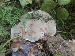 Ganoderma carnosum