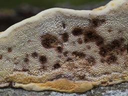 Antrodiella mentschulensis