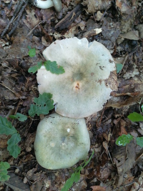 Russula aeruginea