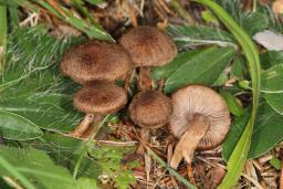 Inocybe cincinnata