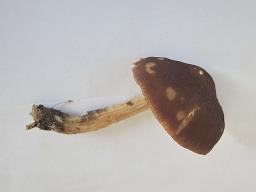 Pluteus podospileus