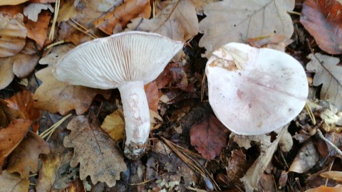 Hygrophorus russula