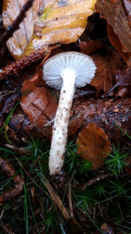 Hygrophorus olivaceoalbus