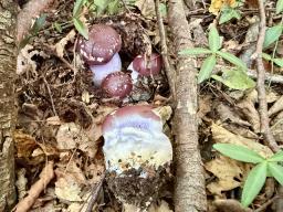 Cortinarius praestans